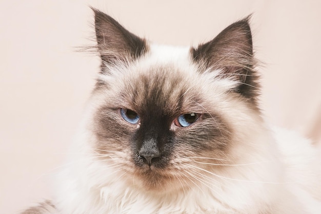 Foto retrato de um gato bege com castanho um gato da raça neva masquerade em um fundo bege