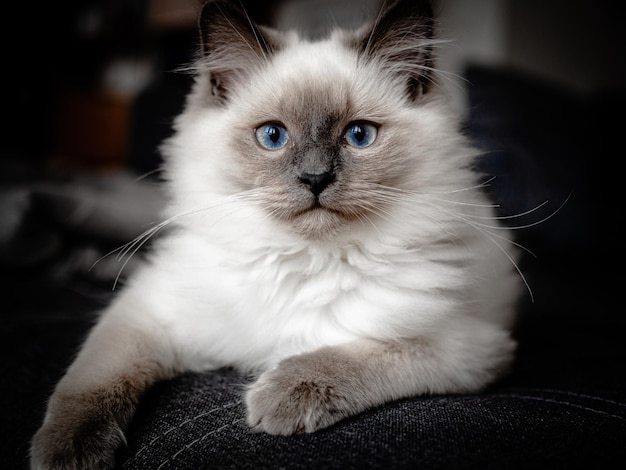 Foto retrato de um gato- boneco de trapo está vendo