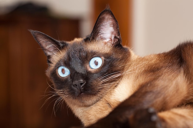 Retrato de um gato bonito de raça siamesa com lindos olhos azuis