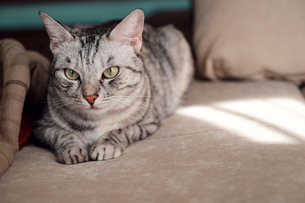 Retrato de um gato bonito está sentado em um sofá