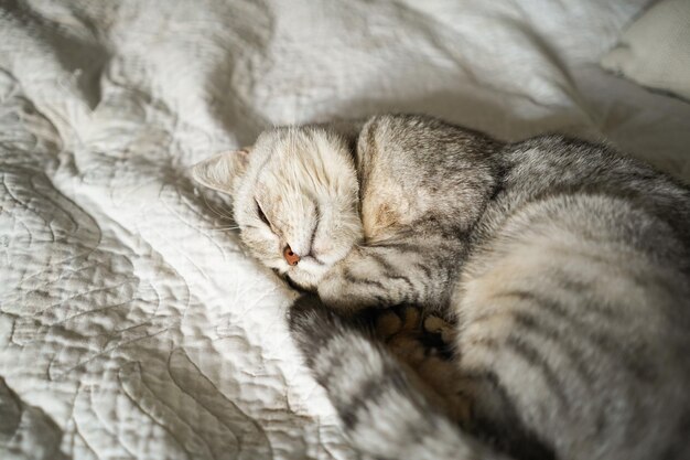 Foto retrato de um gato bonito gato bonito retrato de animal de estimação feliz