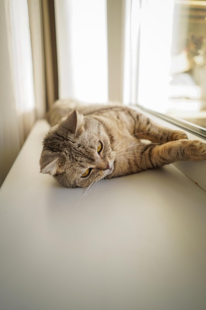 Retrato de um gato bonito retrato de um gato fofo animal de estimação feliz