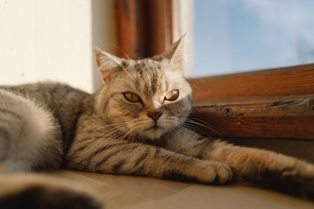 Foto retrato de um gato bonito retrato de um gato fofo animal de estimação feliz