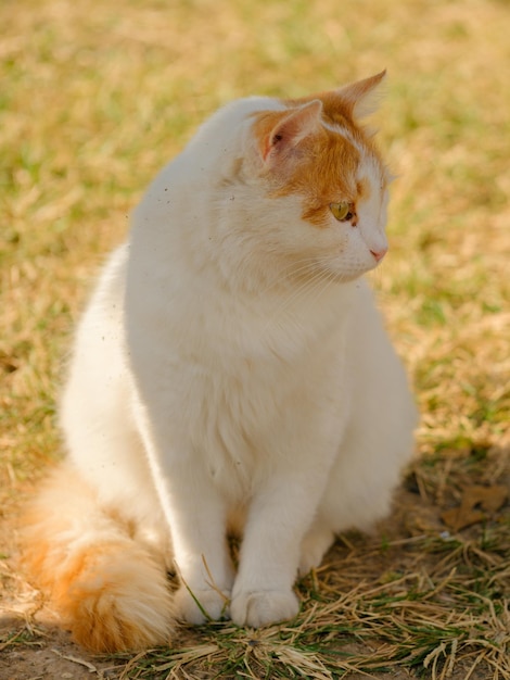 Retrato de um gato bonito