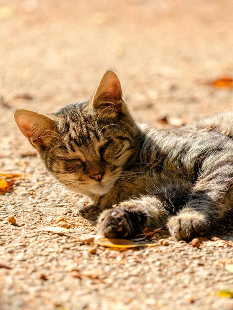 Retrato de um gato bonito