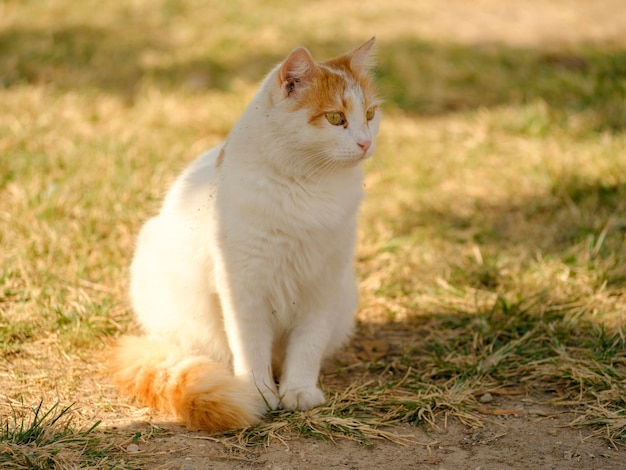 Retrato de um gato bonito