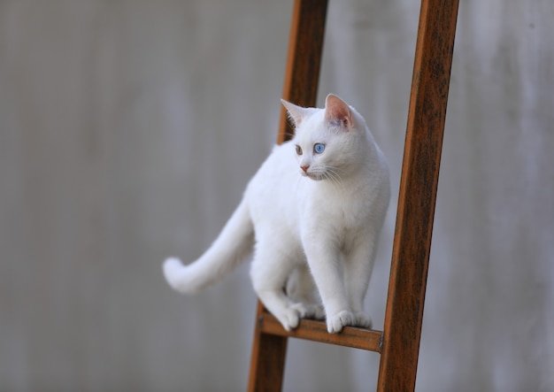 retrato de um gato branco ao ar livre