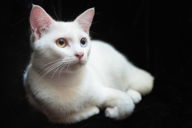 Retrato de um gato branco fofo com heterocromia iridis