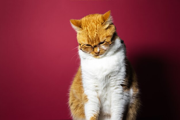 Retrato de um gato branco laranja usando óculos redondos na superfície vermelha