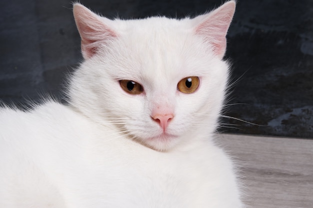 Retrato de um gato branco