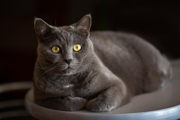 Retrato de um gato britânico com olhos amarelos em um fundo preto