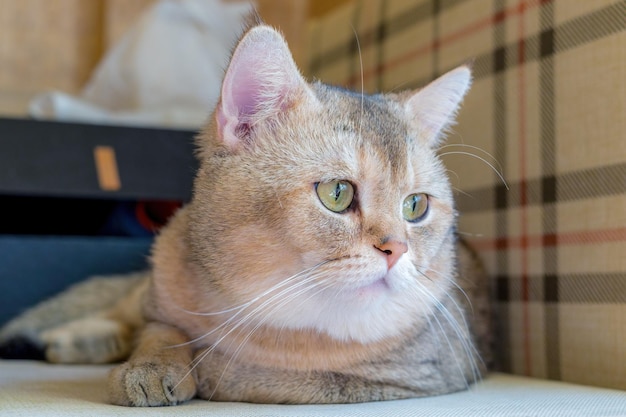 Retrato de um gato britânico taciturno com coloração dourada Golden Chinchilla