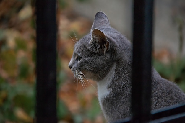 Retrato de um gato cinza atrás de uma cerca de metal