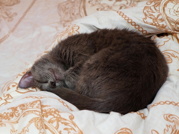 Retrato de um gato cinza com listras está deitado em uma cama