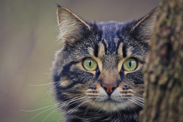 Retrato de um gato cinza com olhos verdes na floresta perto da árvore.