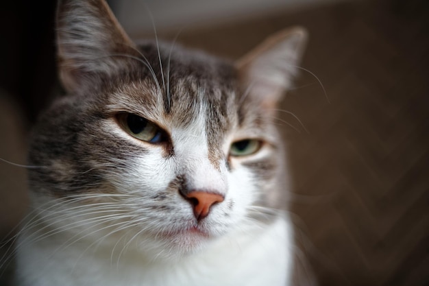 Retrato de um gato cinza com peito branco Animal de estimação inteligente e nobre posando para a câmera