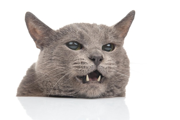 Retrato de um gato cinza em um fundo branco closeup