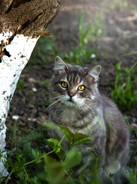 Retrato de um gato cinza fofo no jardim