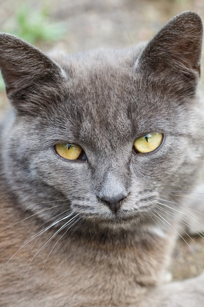 Retrato de um gato cinzento com olhos amarelos.