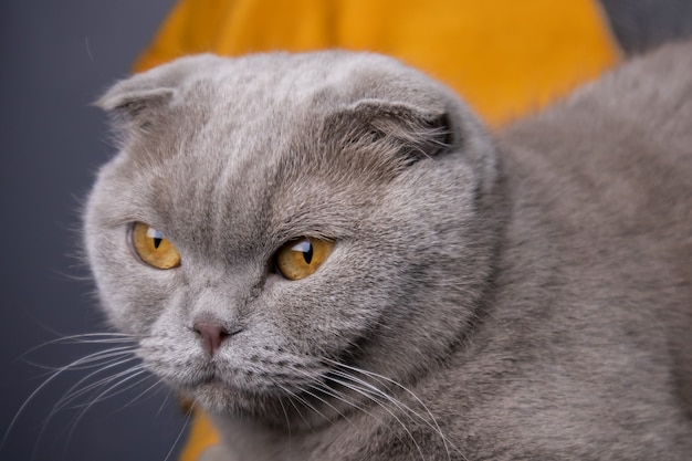 Retrato de um gato cinzento scottish fold