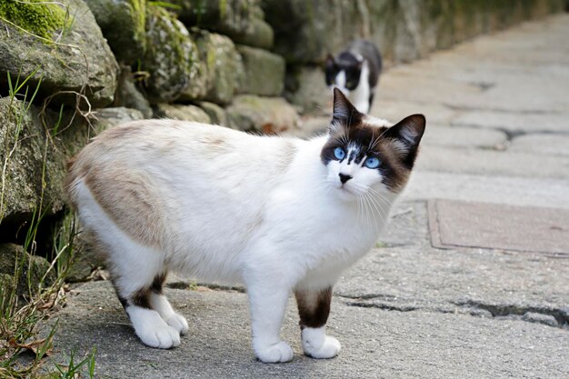 Retrato de um gato comum branco e marrom