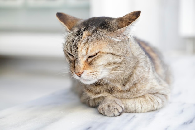 Retrato de um gato comum castanho claro descansando