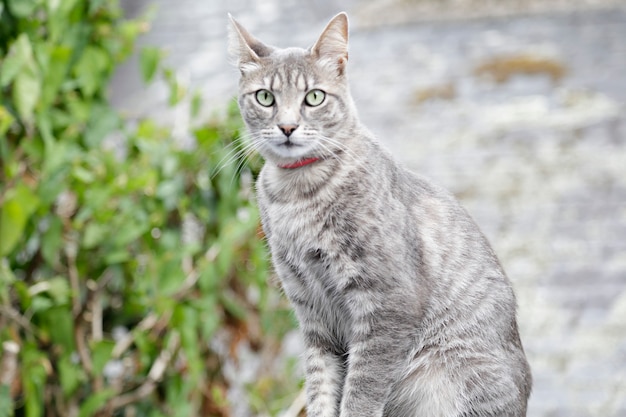 Retrato de um gato comum cinza claro olhando para uma presa