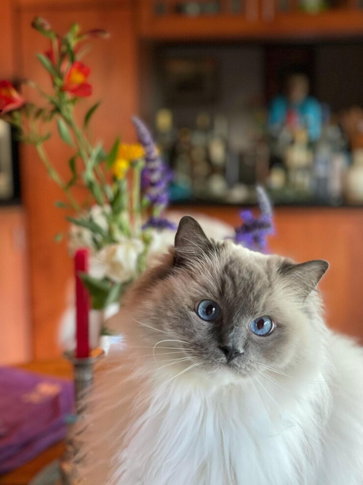 Foto retrato de um gato contra armários de madeira e flores