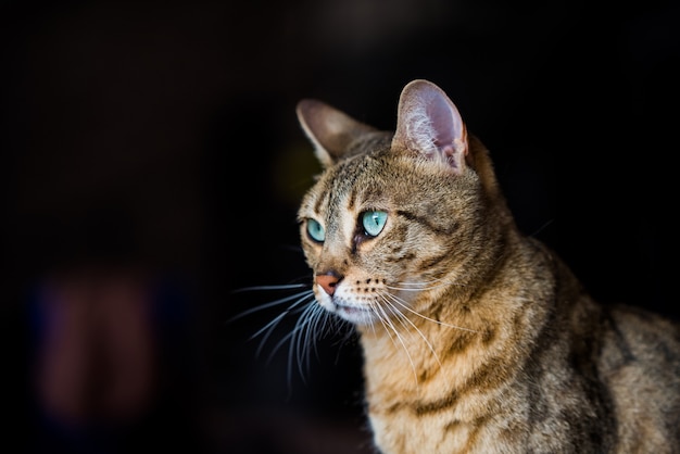 Retrato de um gato de Bengala com incríveis olhos verdes