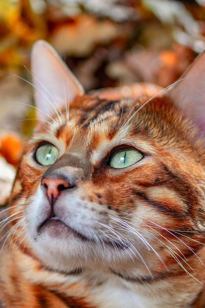 Retrato de um gato de Bengala