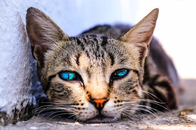 Retrato de um gato de olhos verdes