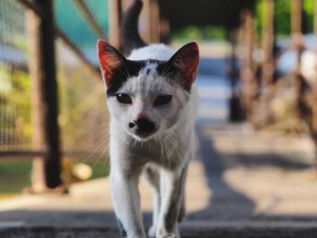 Foto retrato de um gato de pé ao ar livre