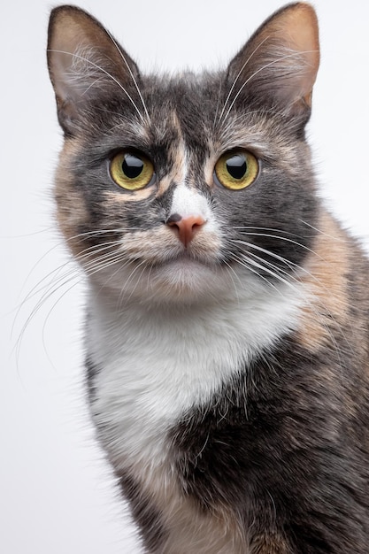 Retrato de um gato de pêlo curto manchado sentado. um gatinho mestiço tricolor olha para a frente. animal de estimação fofo com pelo cinza em um fundo branco. olhos, rosto de perto.