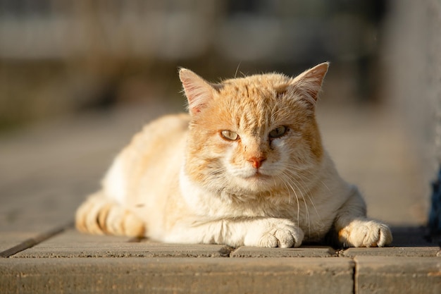 Retrato de um gato de rua amarelo com manchas brancas deitado na calçada