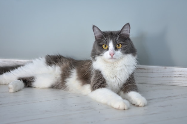 Foto retrato de um gato deitado no chão