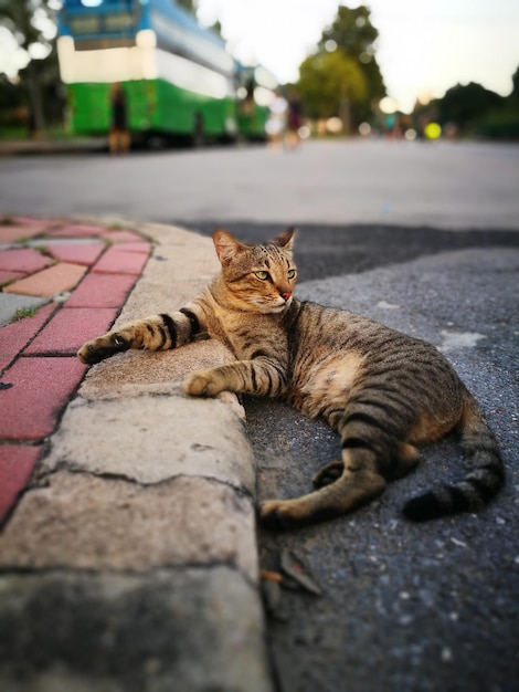 Foto retrato de um gato deitado