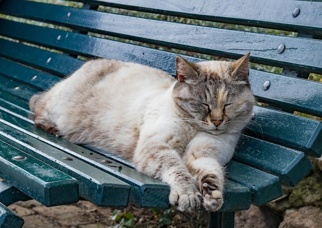 Retrato de um gato descansando em um banco