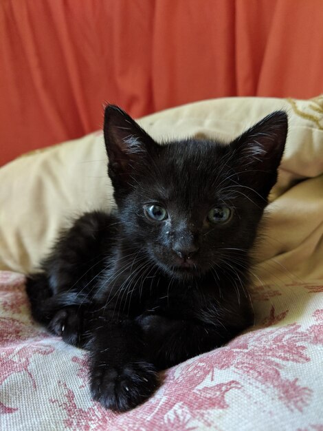 Retrato de um gato descansando na cama