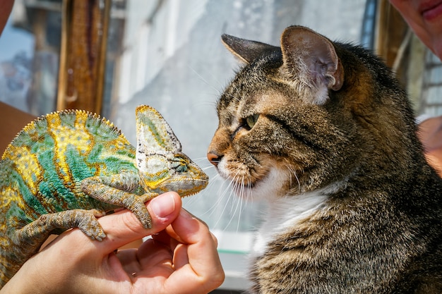 Retrato, de, um, gato doméstico, cima, com, um, camaleão