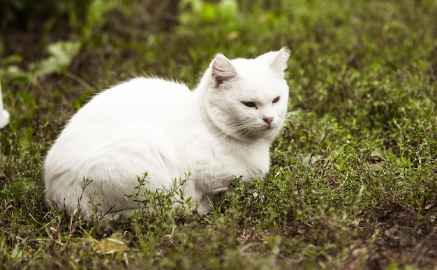 Retrato de um gato doméstico de cor branca com olhos grandes. Gato branco com um nariz rosa. Raça russa branca de gatos.