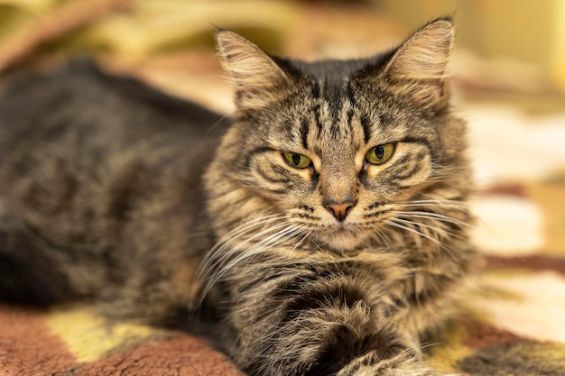 Retrato de um gato doméstico fofo deitado na cama