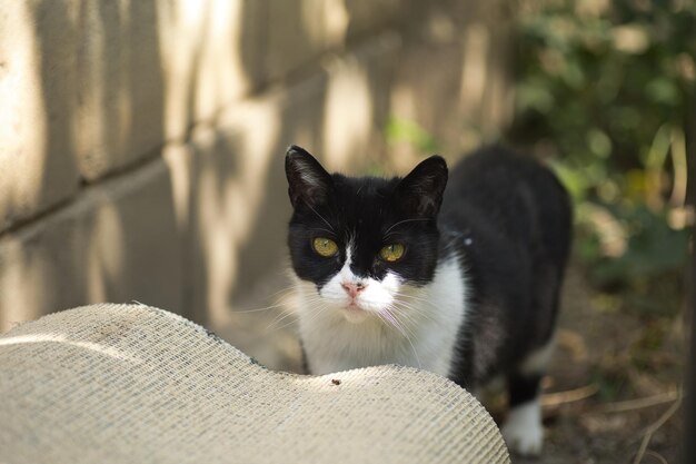 retrato de um gato doméstico fofo preto e branco
