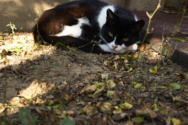 Foto retrato de um gato doméstico fofo preto e branco