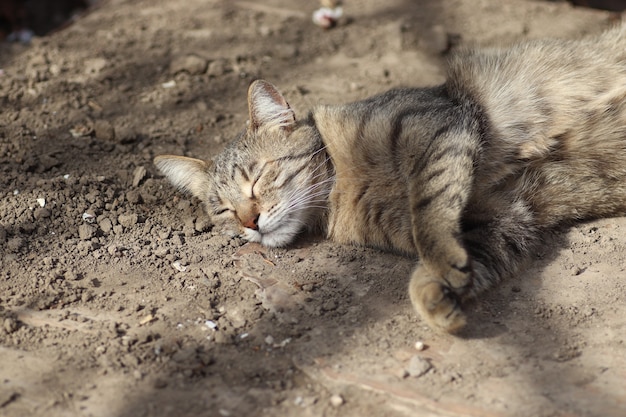 retrato de um gato doméstico listrado posando em um dia ensolarado ao ar livre