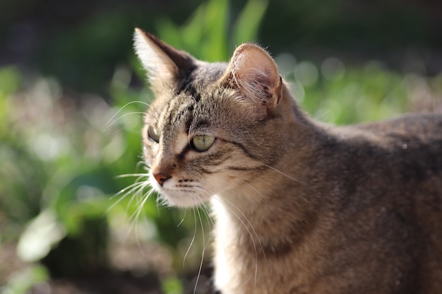 retrato de um gato doméstico listrado posando em um dia ensolarado ao ar livre