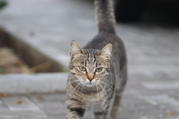 Retrato de um gato doméstico listrado posando em um dia ensolarado ao ar livre