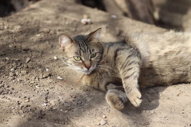 retrato de um gato doméstico listrado posando em um dia ensolarado ao ar livre