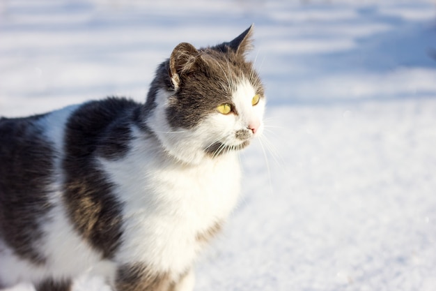 Retrato de um gato doméstico no inverno.