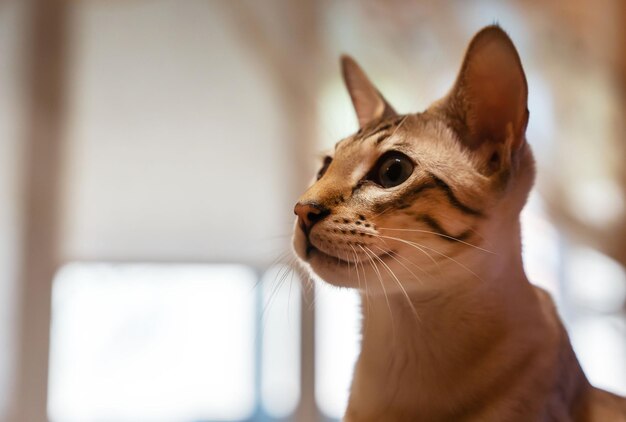 Retrato de um gato doméstico uma mistura de raças bengalis e orientais