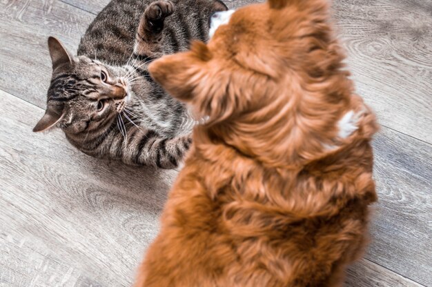 Retrato de um gato e um cachorro close-up. Joguem juntos no chão